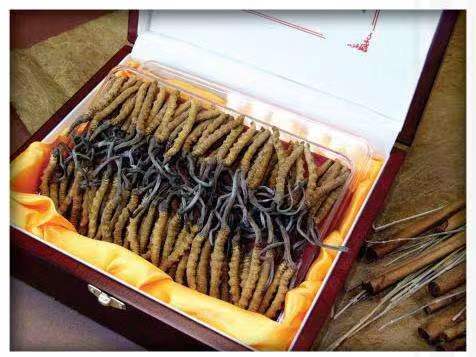 三都冬虫夏草回收